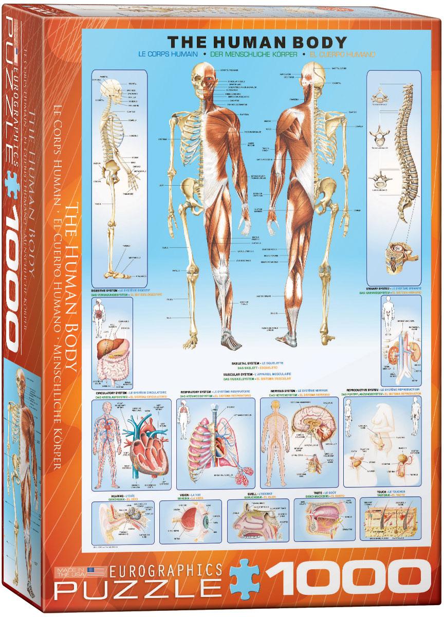 Eurographics Puzzle - Der menschliche Körper - 1000 Teile